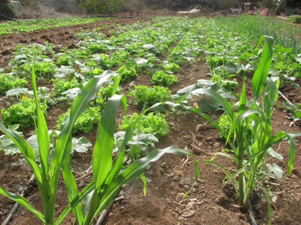 Casa Rural Finca Las Dulces Chío Eksteriør bilde
