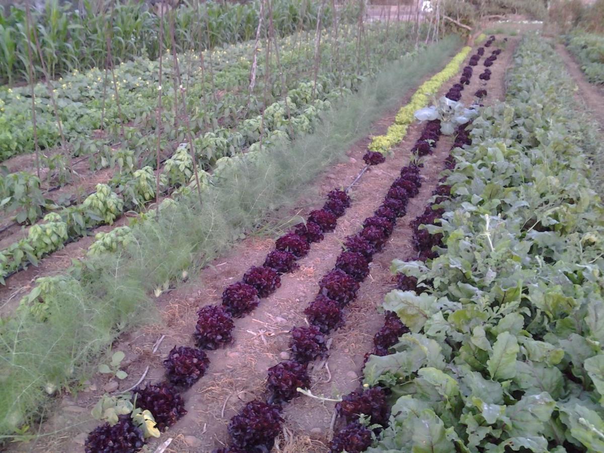 Casa Rural Finca Las Dulces Chío Eksteriør bilde